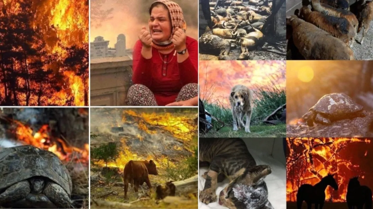 Thousands of animals perish among massive ongoing forest fires across Turkey