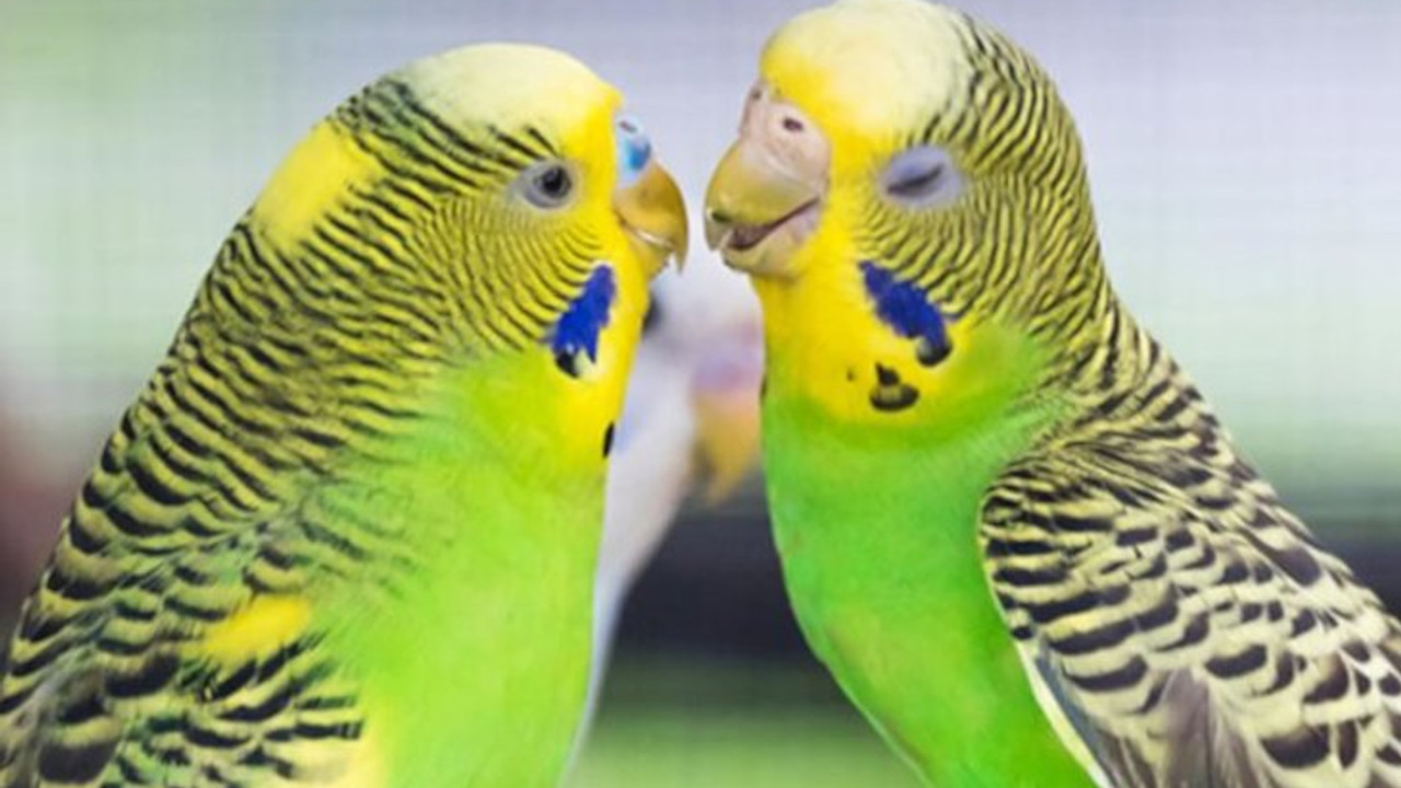 Prison management denies female bird as friend for male pet bird