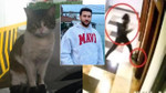 Reduced sentence for cat murderer disappoints animal rights advocates