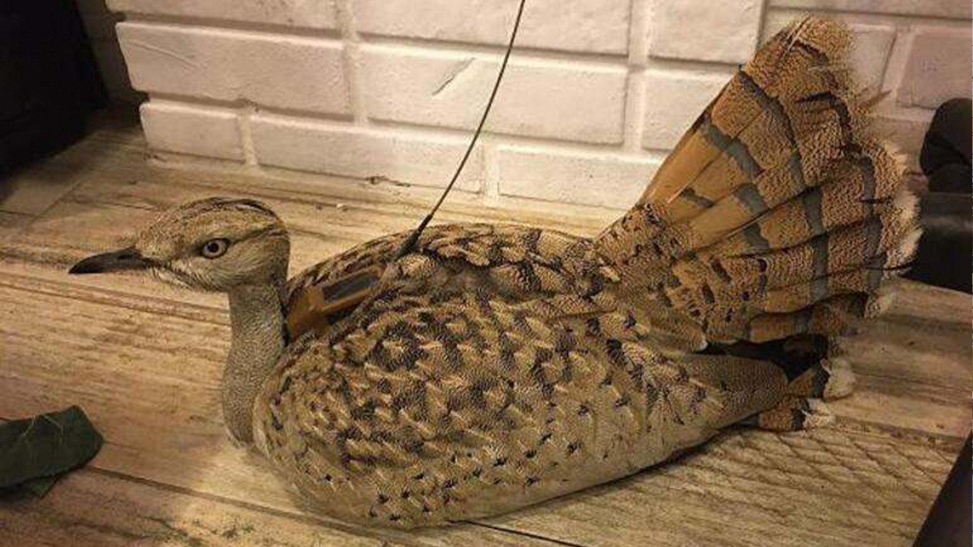 Endangered great bustard hunted down in central Turkey