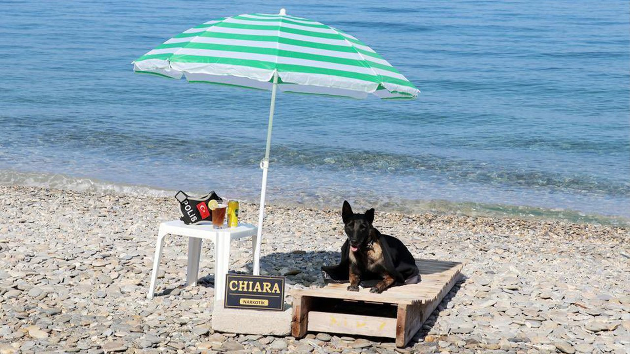 Turkish narcotics dog poses on beach for retirement photo shoot