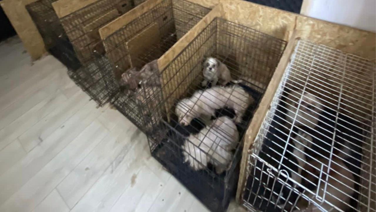 Sixty-eight dogs, including 23 puppies, found locked in basement of Ankara apartment