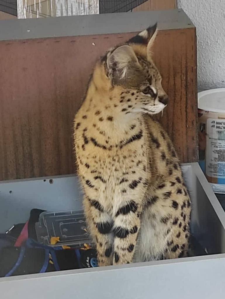 Police find wildcat in house in Turkey's west, send it to zoo - Page 1
