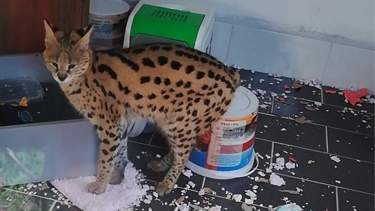 Police find wildcat in house in Turkey's west, send it to zoo - Page 3