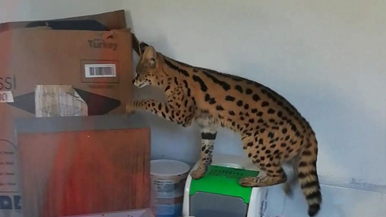 Police find wildcat in house in Turkey's west, send it to zoo - Page 2