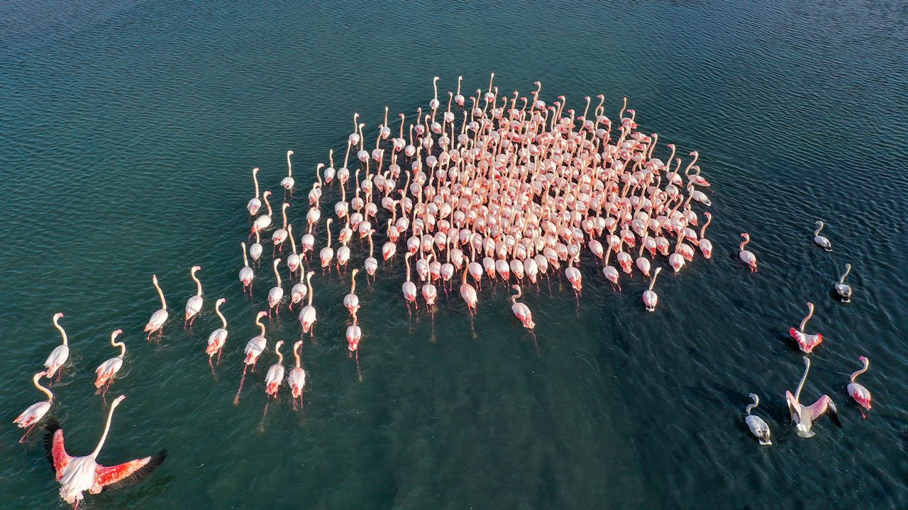 Flamingos' migration in Turkish Mediterranean at risk due to drought - Page 5