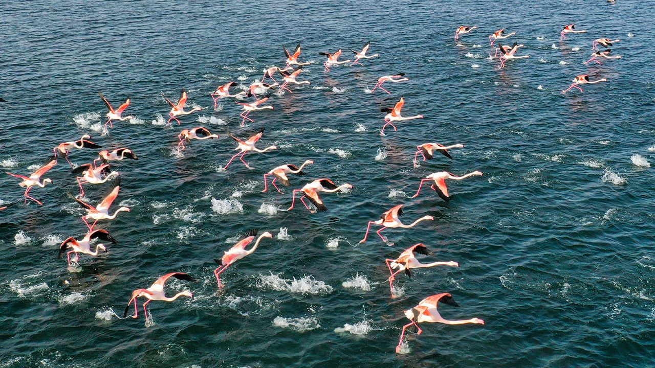 Flamingos' migration in Turkish Mediterranean at risk due to drought - Page 3