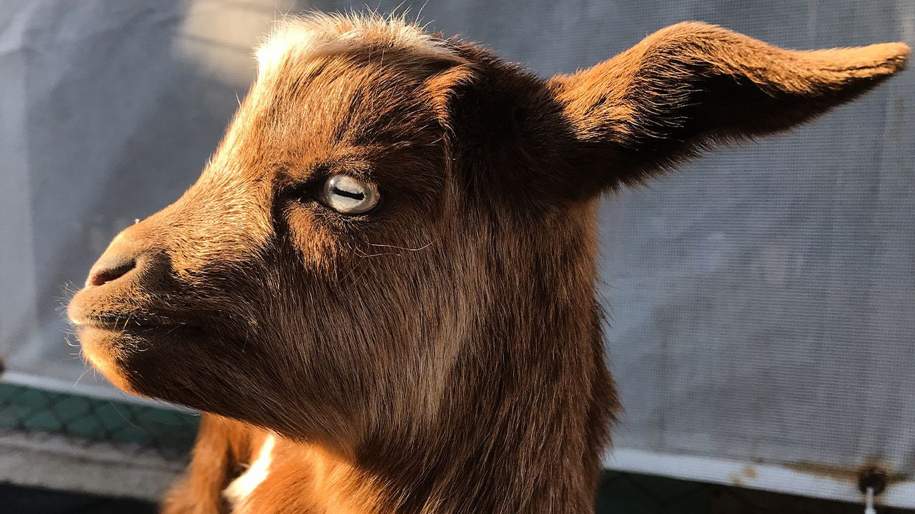 Disabled goat rescued off of Aegean island by benevolent divers - Page 5