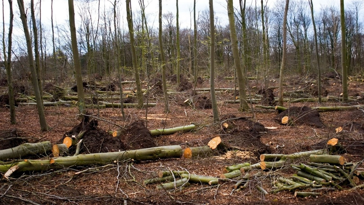 AKP deputy slams government's mass deforestation of Turkey