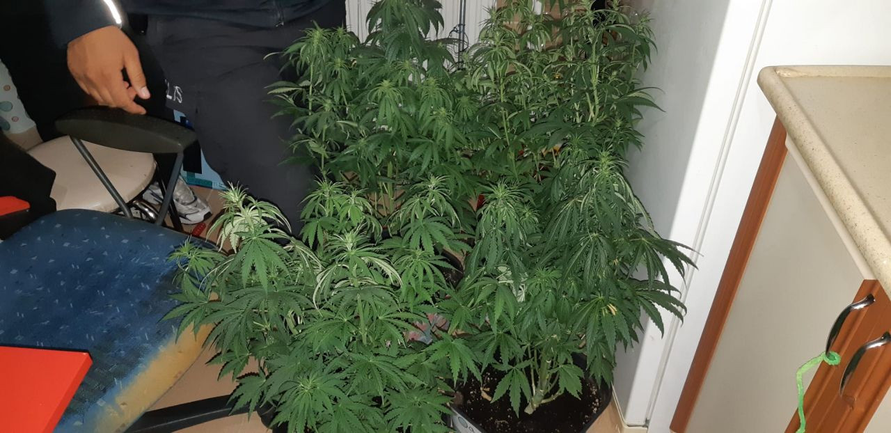 Turkish police bust private homes for cannabis plants in 59 provinces - Page 3