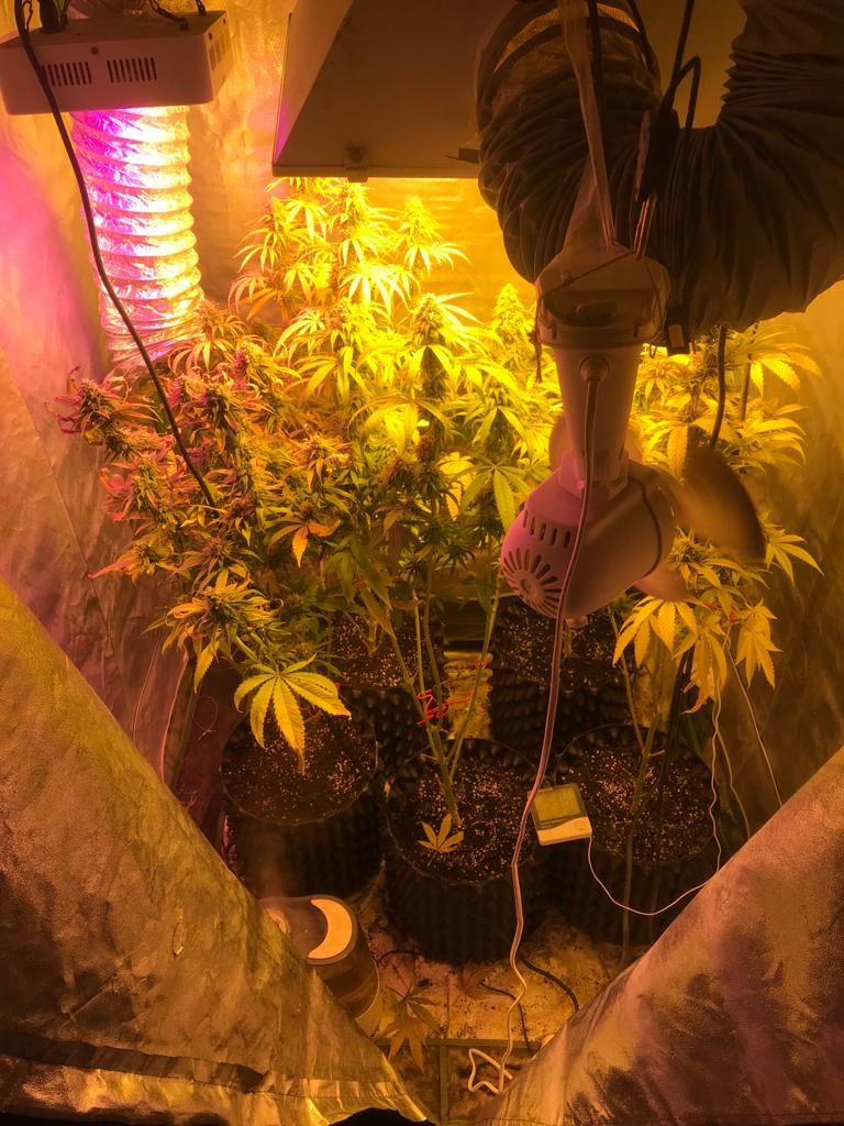 Turkish police bust private homes for cannabis plants in 59 provinces - Page 5