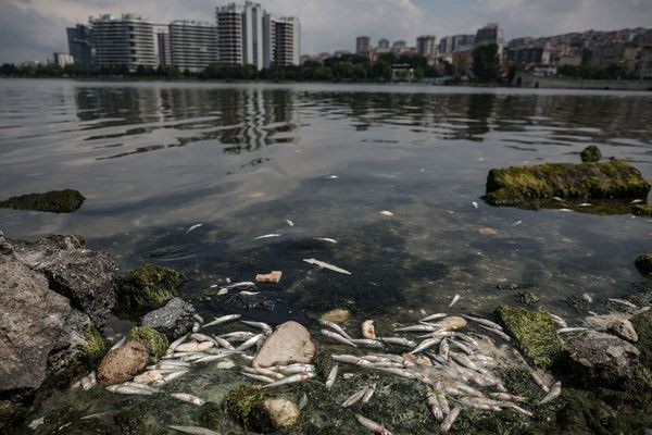 Hundreds of fish, crab wash ashore in Istanbul's Küçükçekmece Lake - Page 5