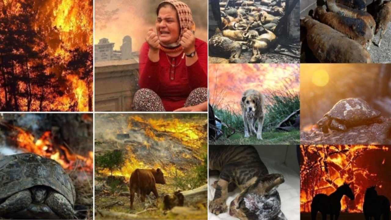 Thousands of animals perish among massive forest fires across Turkey