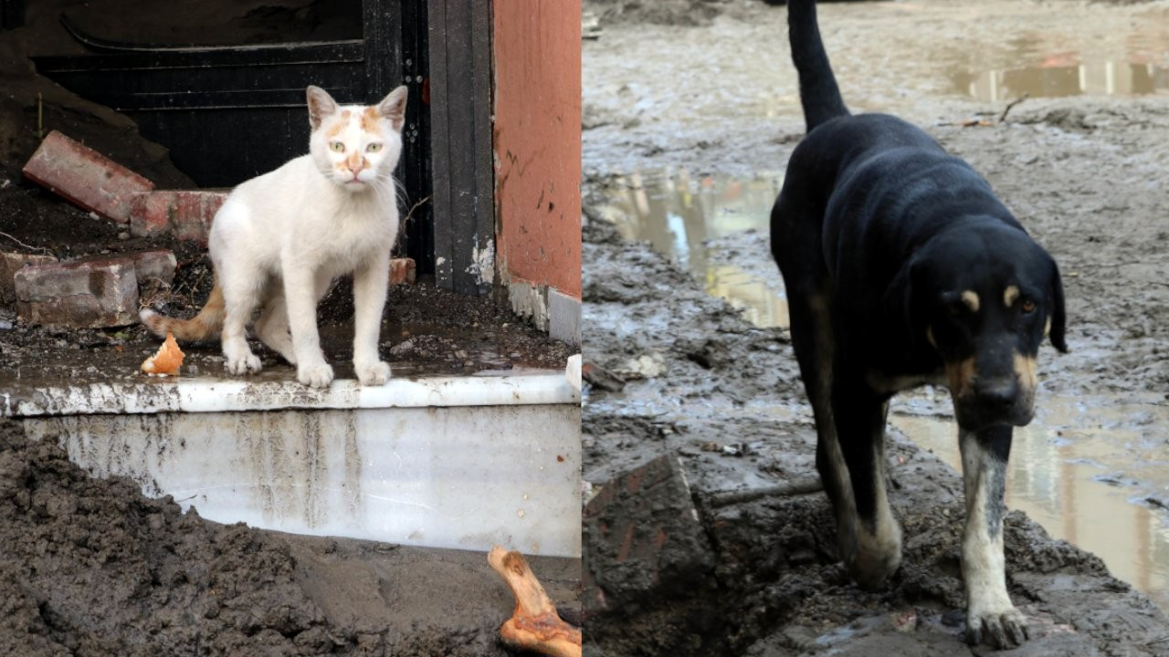 Stray animals in flood-hit town waiting for return of missing friend