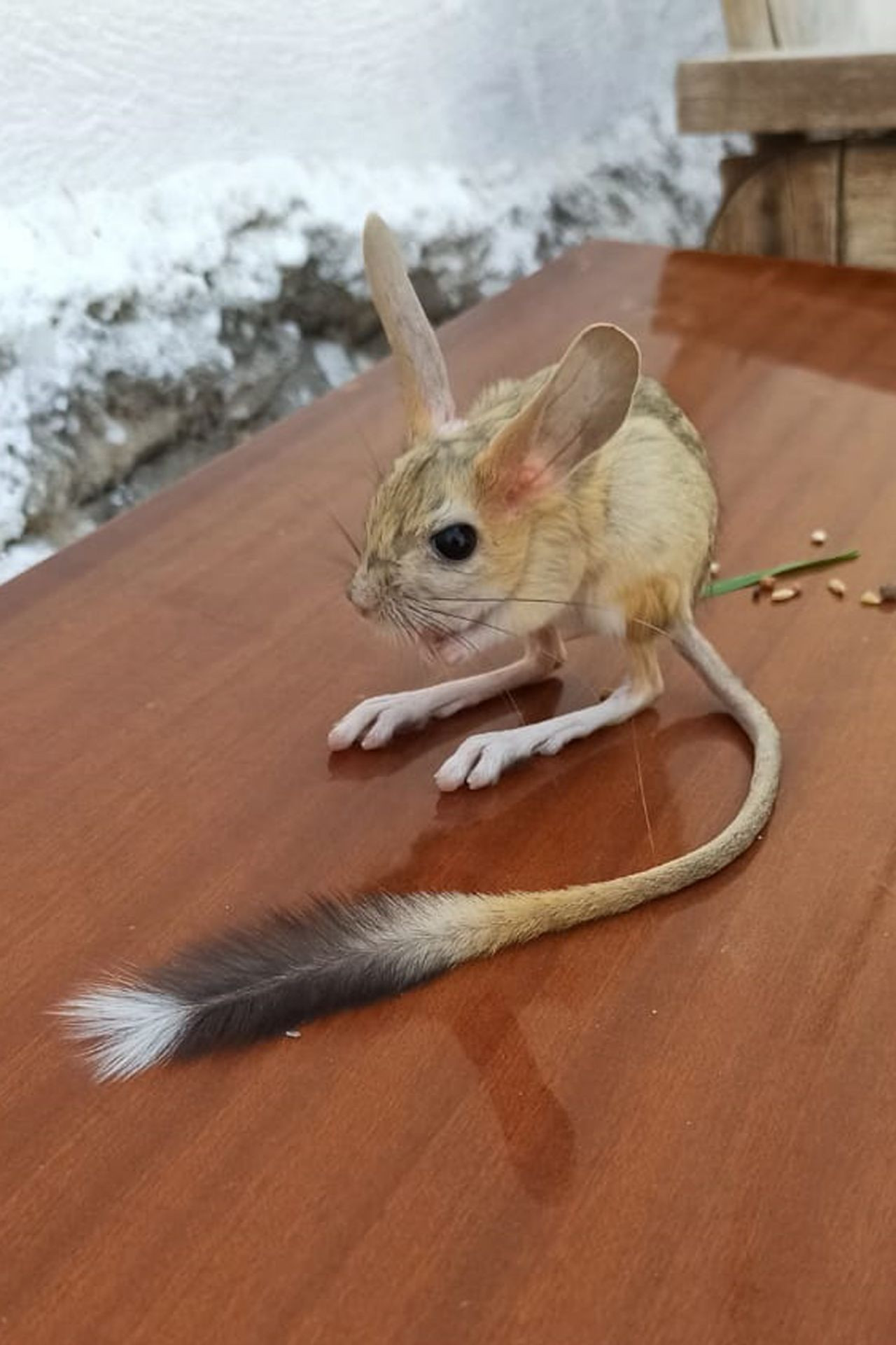 Nearly extinct kangaroo rat spotted in eastern Turkey - Page 5