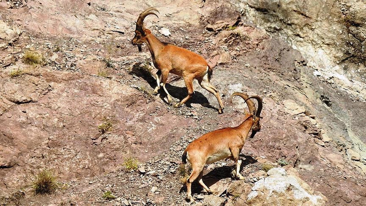 Black Sea court cancels tender for hunting two wild mountain goats