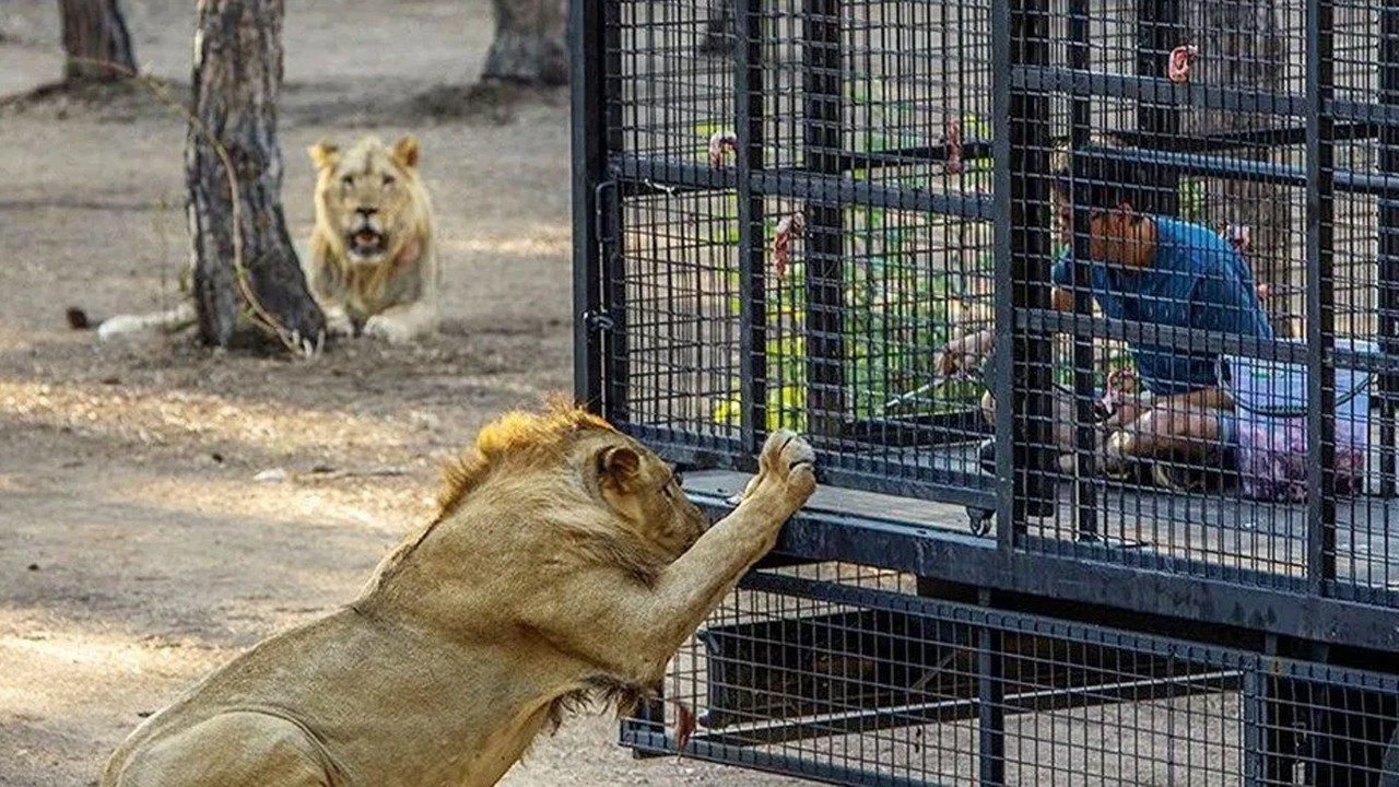 Animal rights defenders enraged over lion safari in southern Turkey
