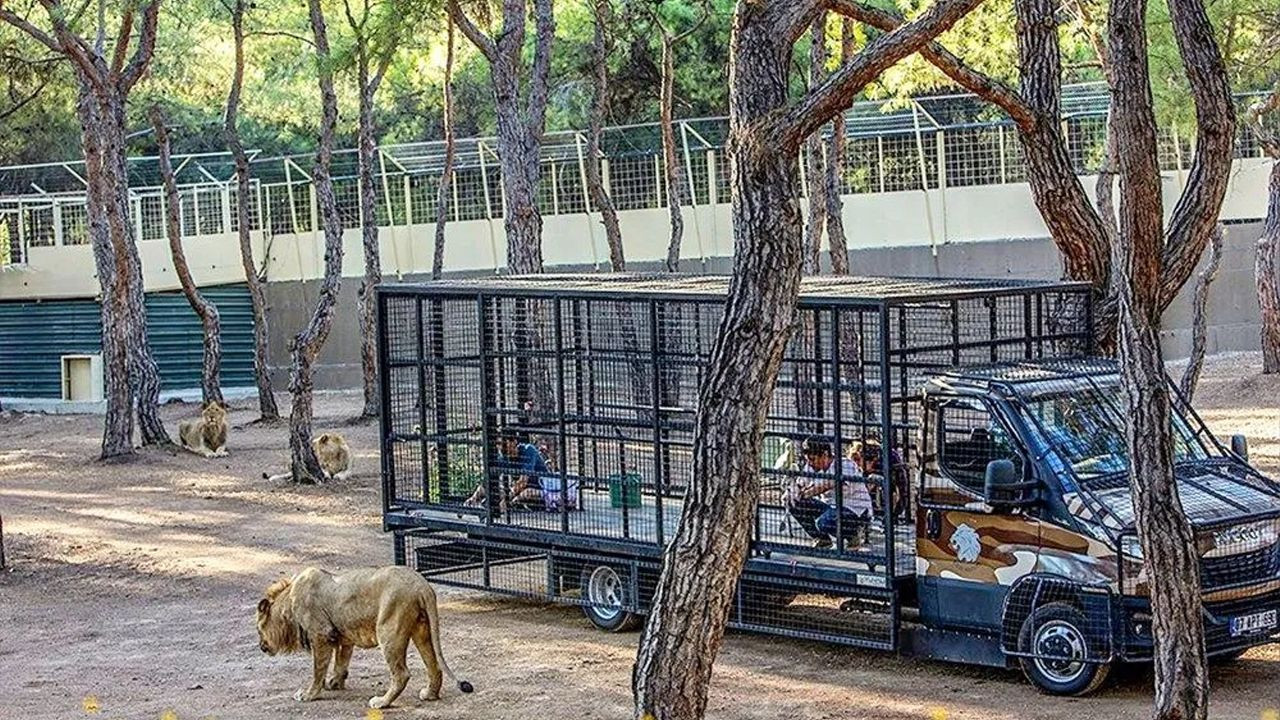 Animal rights defenders enraged over lion safari in southern Turkey - Page 5
