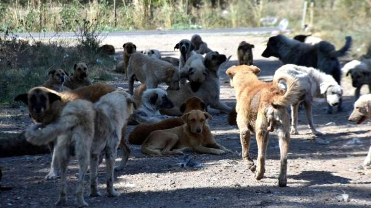 Turkish foundation files lawsuit against circular ‘on dangerous animals’