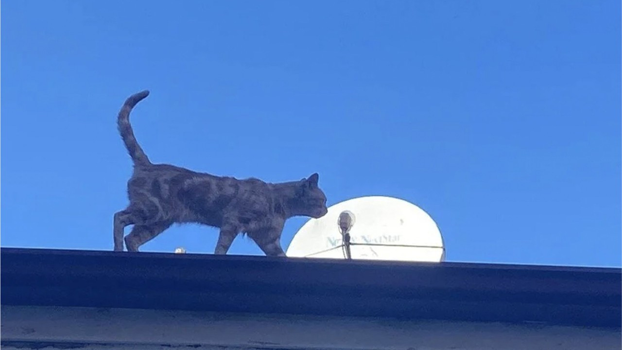 Stray cat refusing to come down from roof suspected to hate people