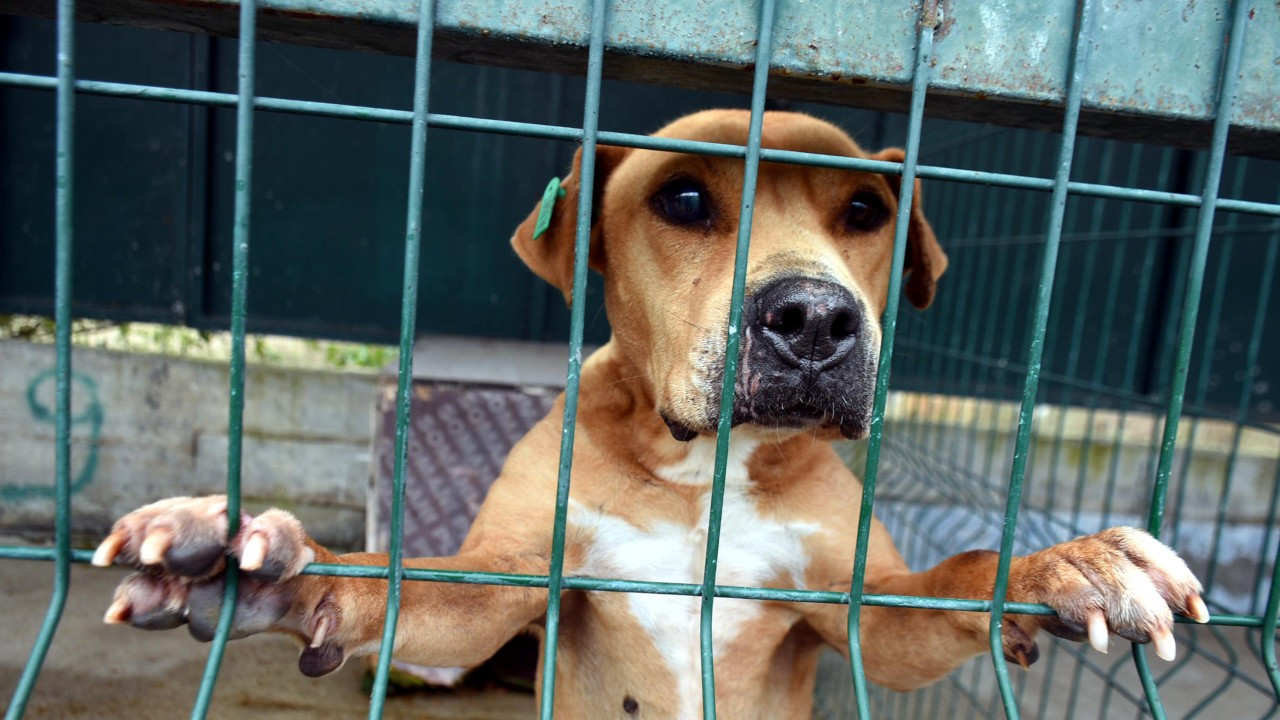 25 'forbidden breed' dogs imprisoned for life in Turkey’s Edirne