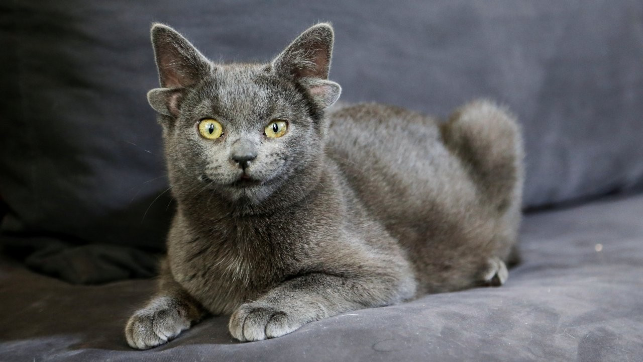 Ear-resistable Turkish cat Midas becomes internet sensation