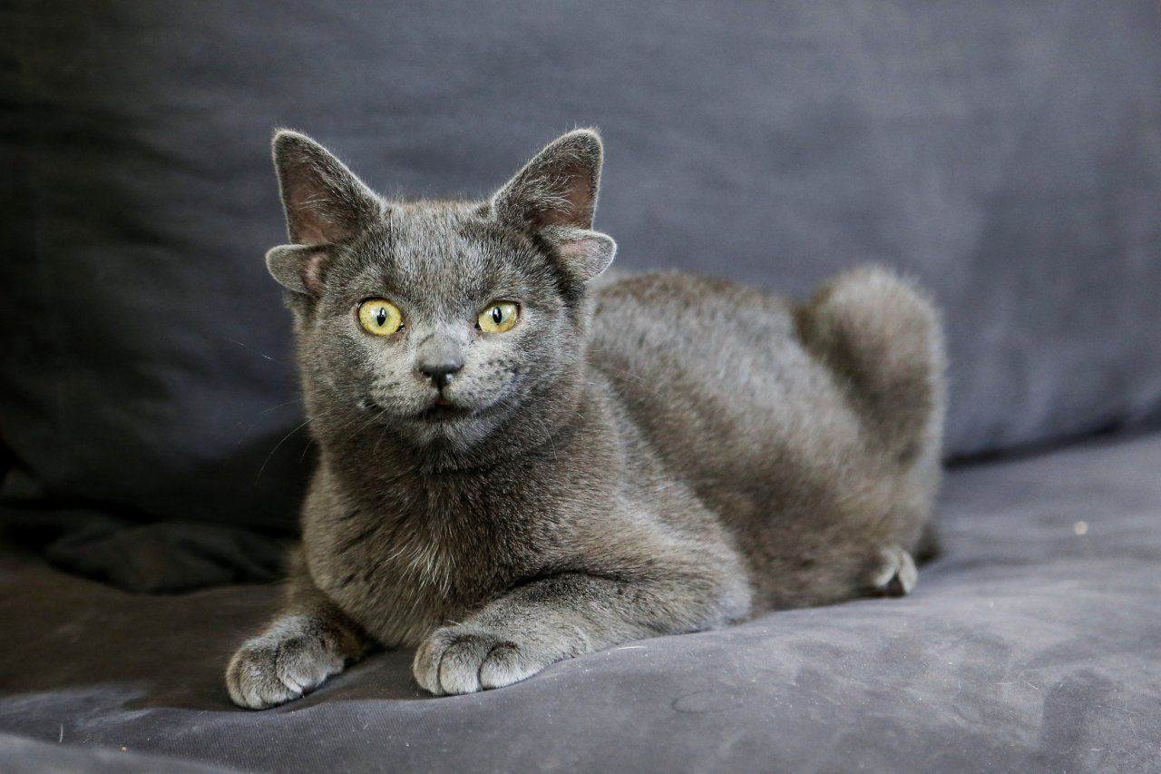 Ear-resistable Turkish cat Midas becomes internet sensation - Page 1