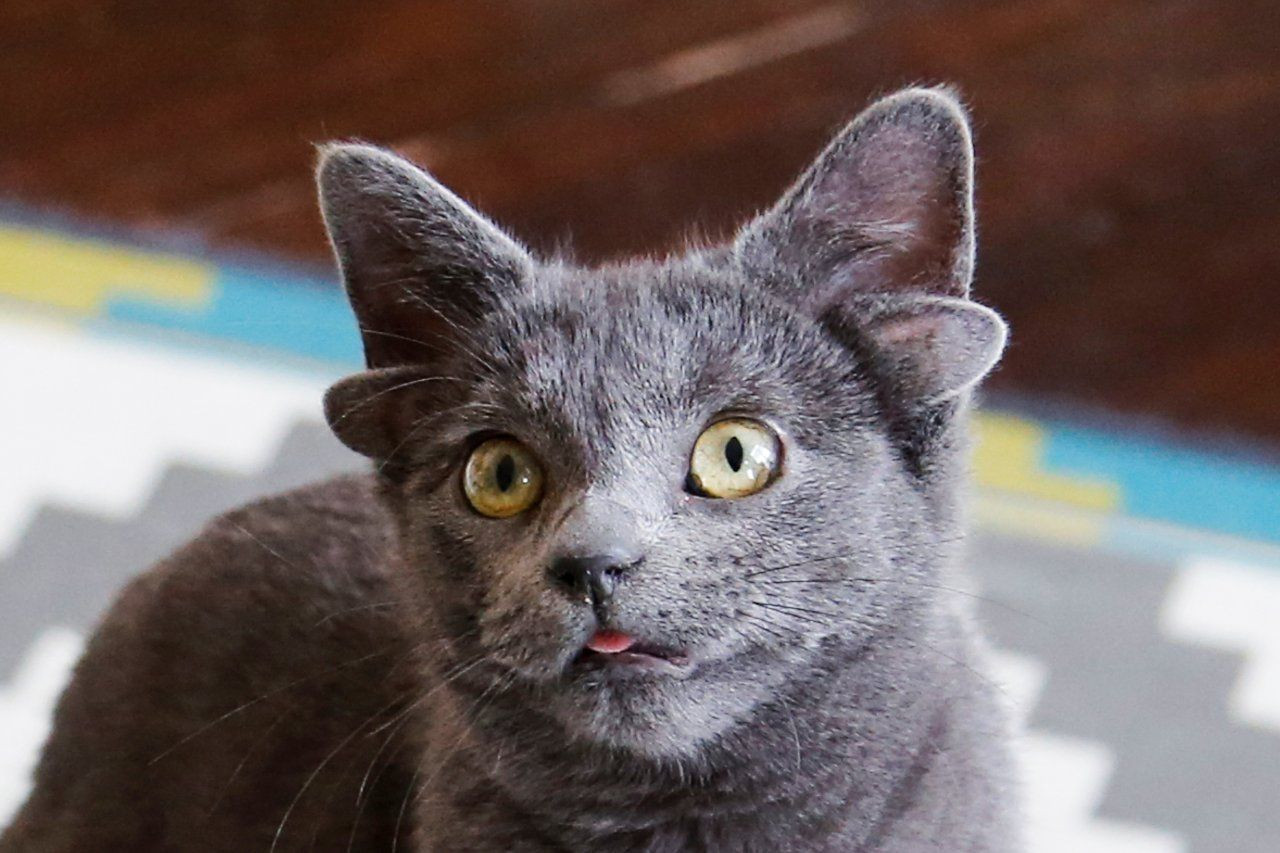Ear-resistable Turkish cat Midas becomes internet sensation - Page 3