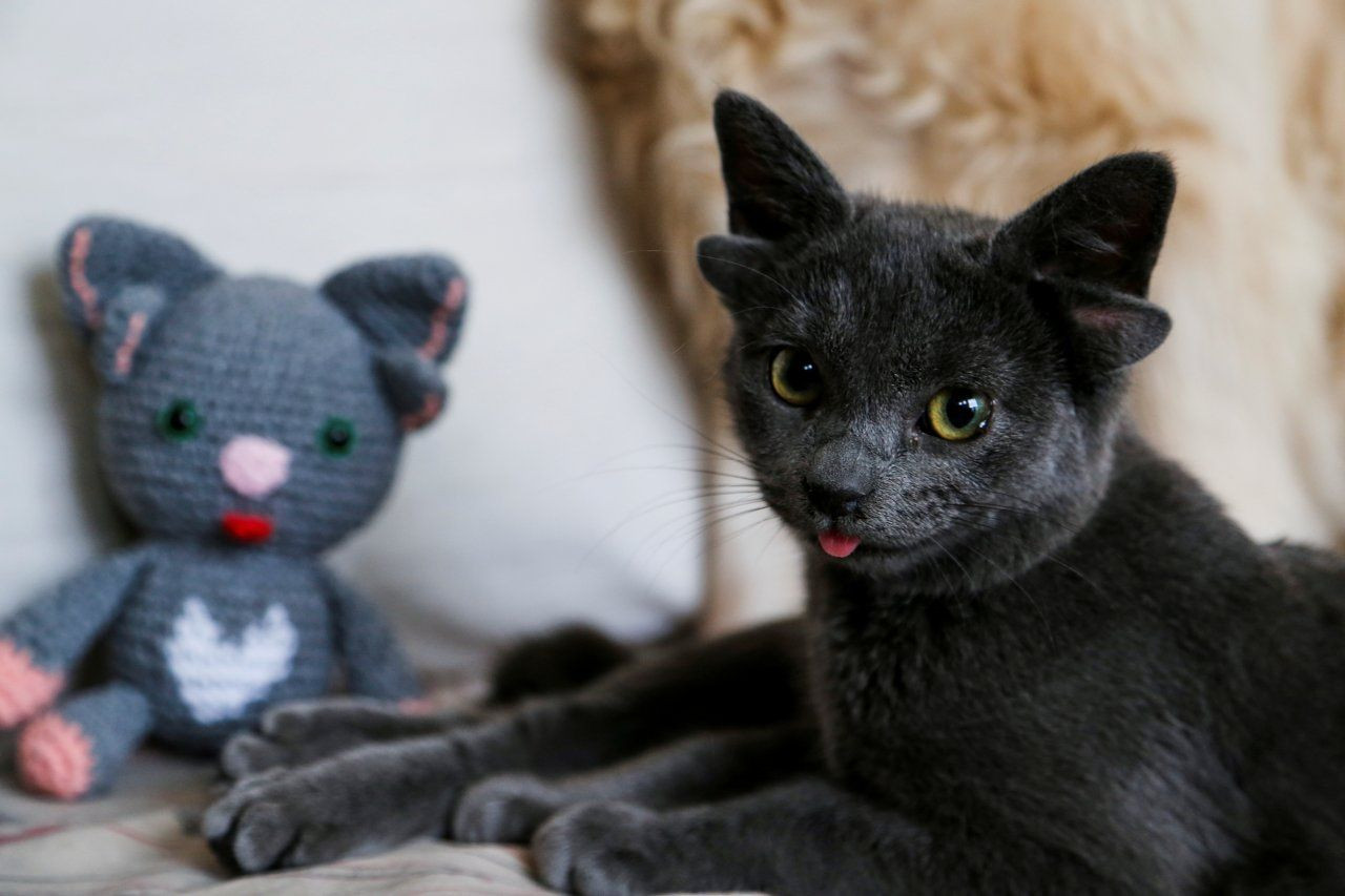 Ear-resistable Turkish cat Midas becomes internet sensation - Page 5