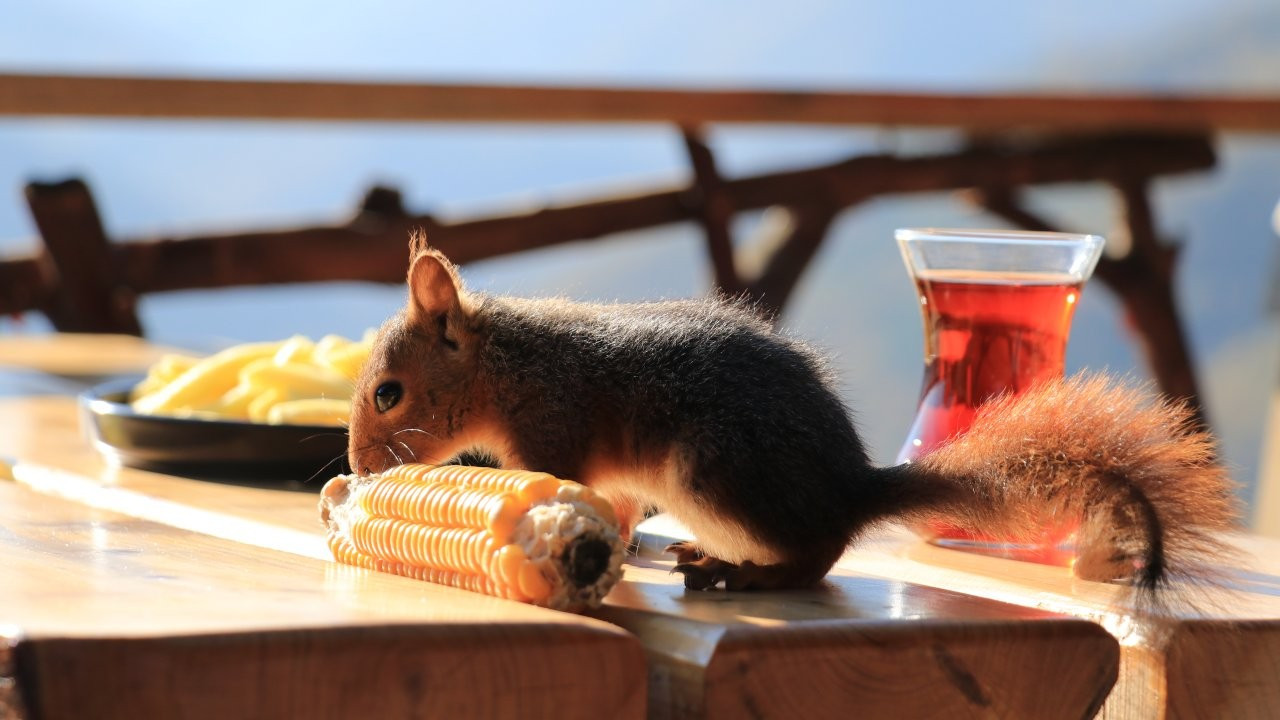 Baby squirrel Alvin becomes member of Turkish family