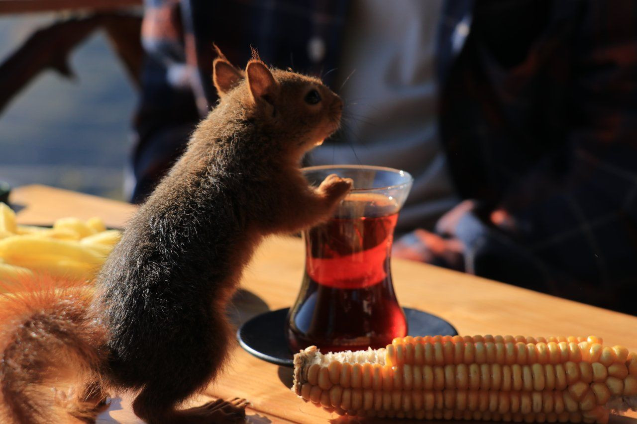 Baby squirrel Alvin becomes member of Turkish family - Page 4