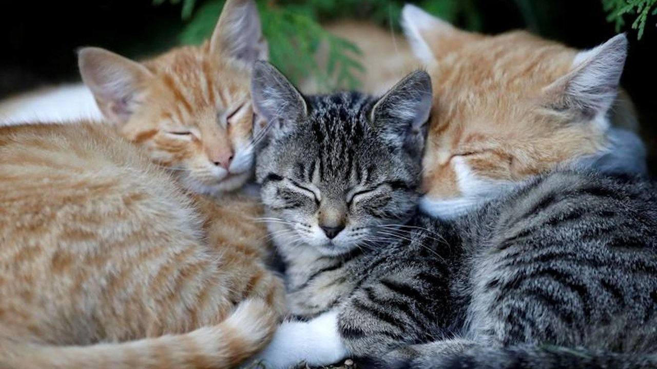 Lack of combination vaccines may lead to cat deaths in Turkey