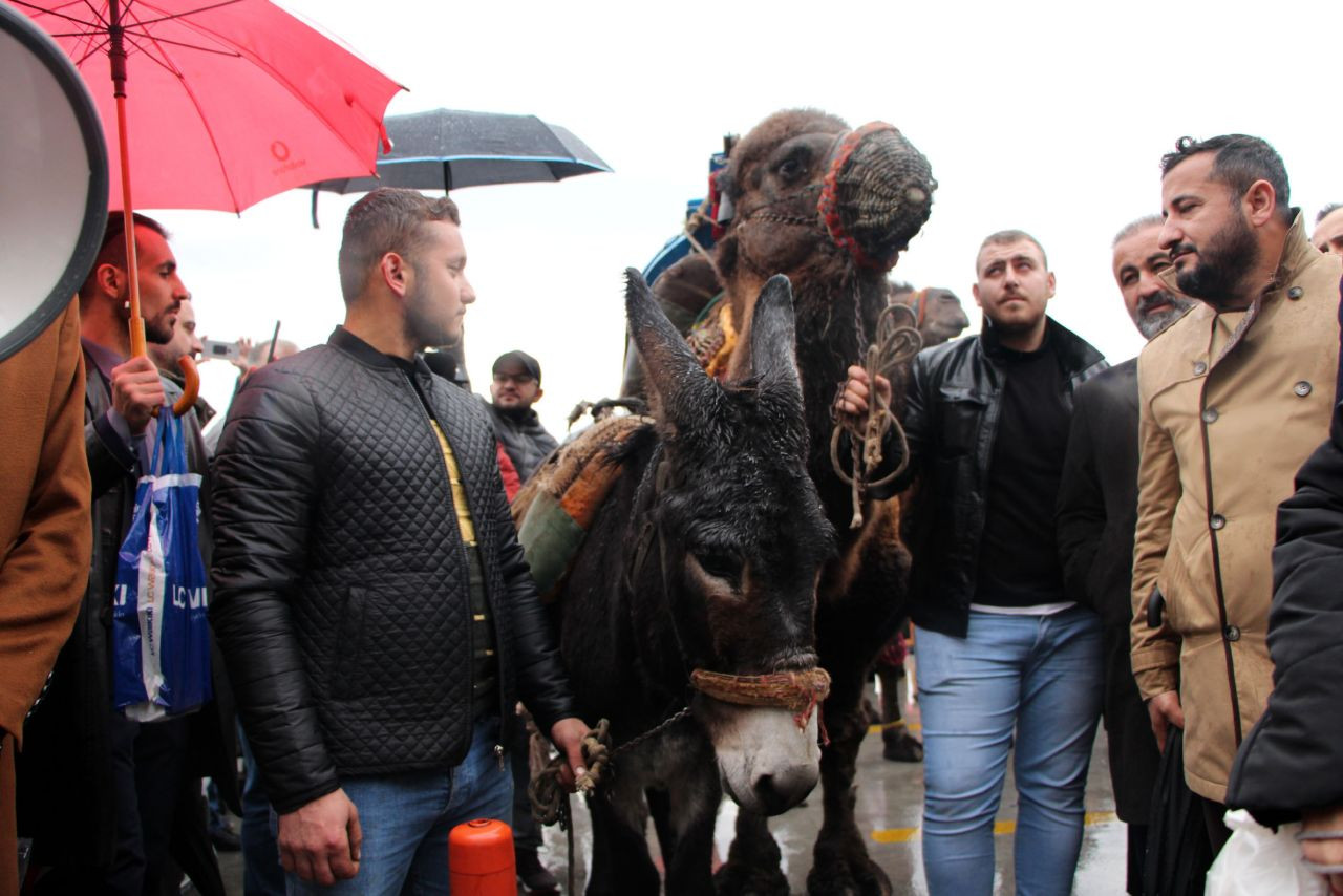 Turkish anti-vaccine group protests PCR mandate for travellers with camels - Page 5