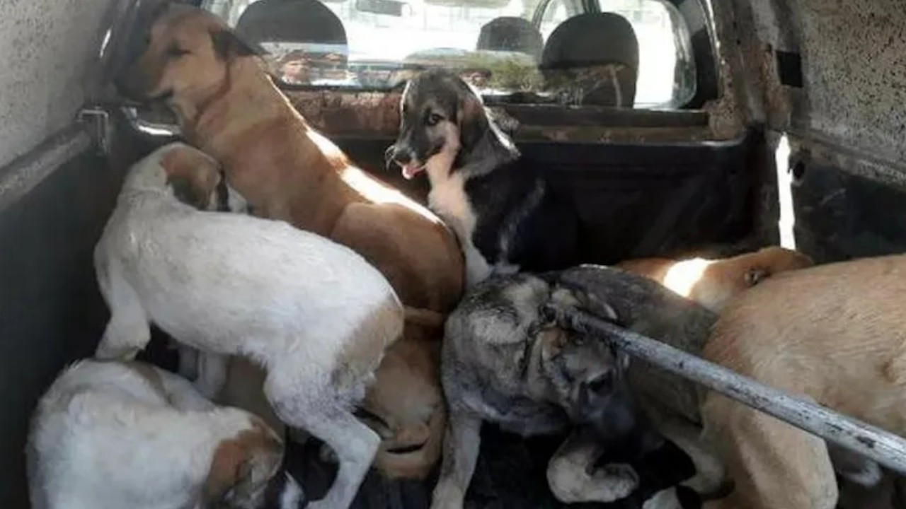 Gov't orders collection of stray dogs classified as 'dangerous'