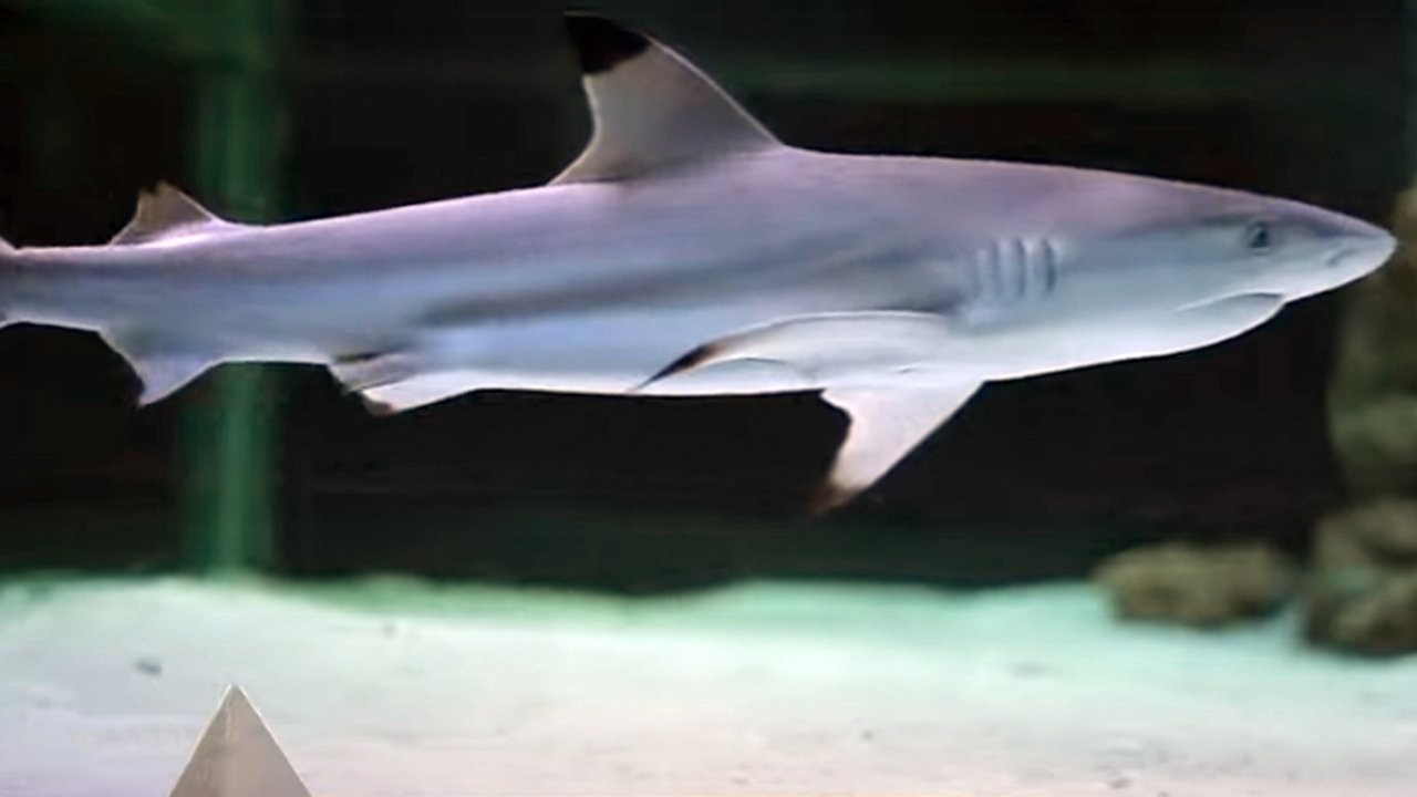 Shark subjected to torture at Turkish nightclub to be transferred