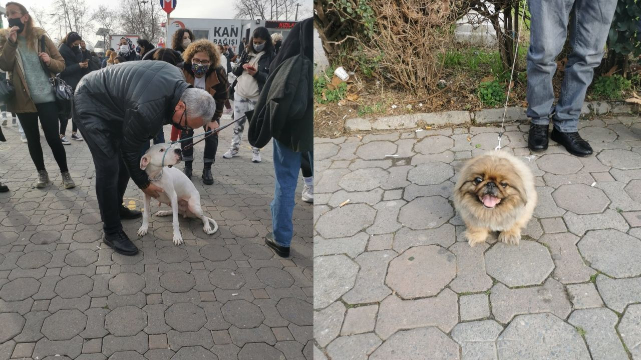 Turkish animal defenders protest government's persecution of stray dogs - Page 7