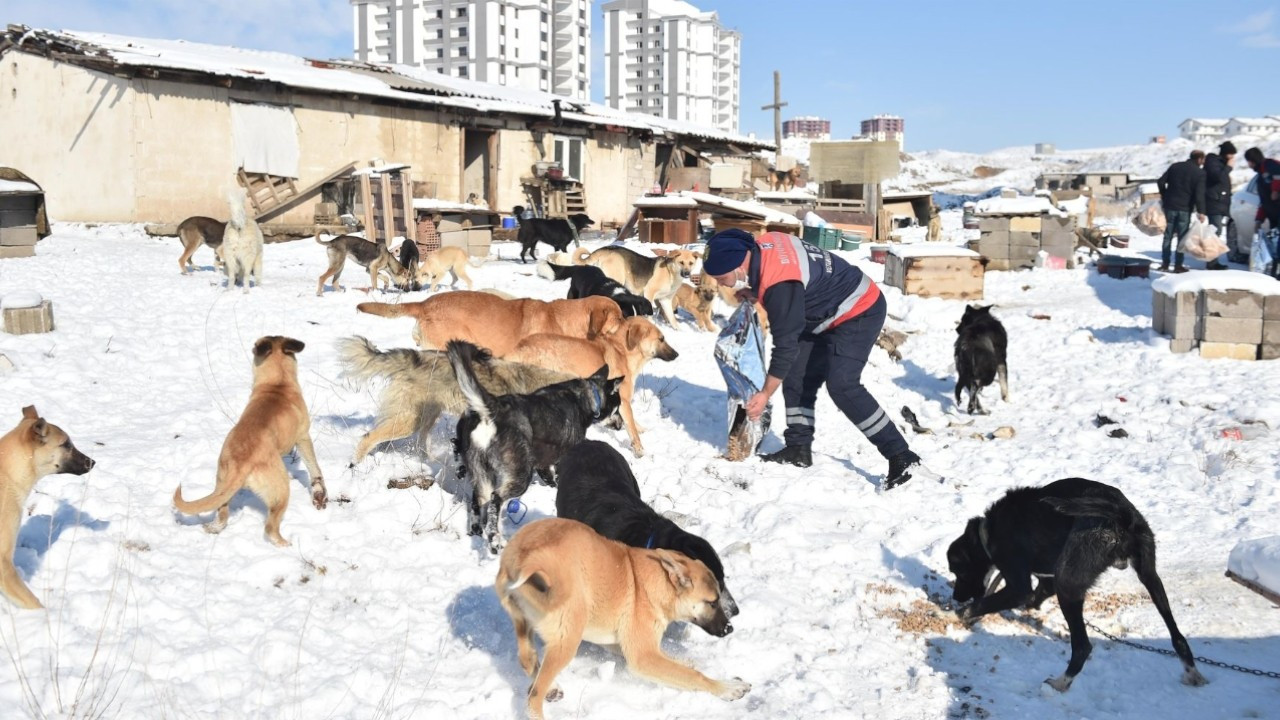 Ankara Municipality establishes food production facility for strays