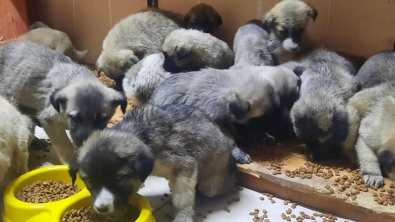 63 puppies thrown out on highway rescued from freezing cold in eastern Turkey