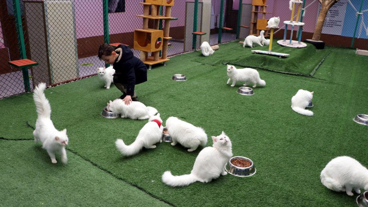 Van research center calms cats in heat with music ahead of breeding season - Page 2