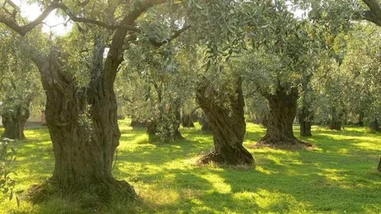 Turkish opposition asks top court to cancel regulation allowing mining on olive groves
