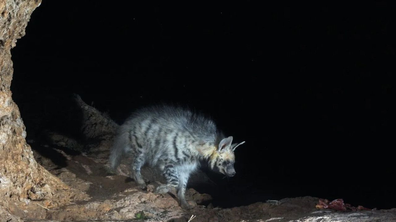 Striped hyena and cub photographed together for first time in wild life in Turkey - Page 5