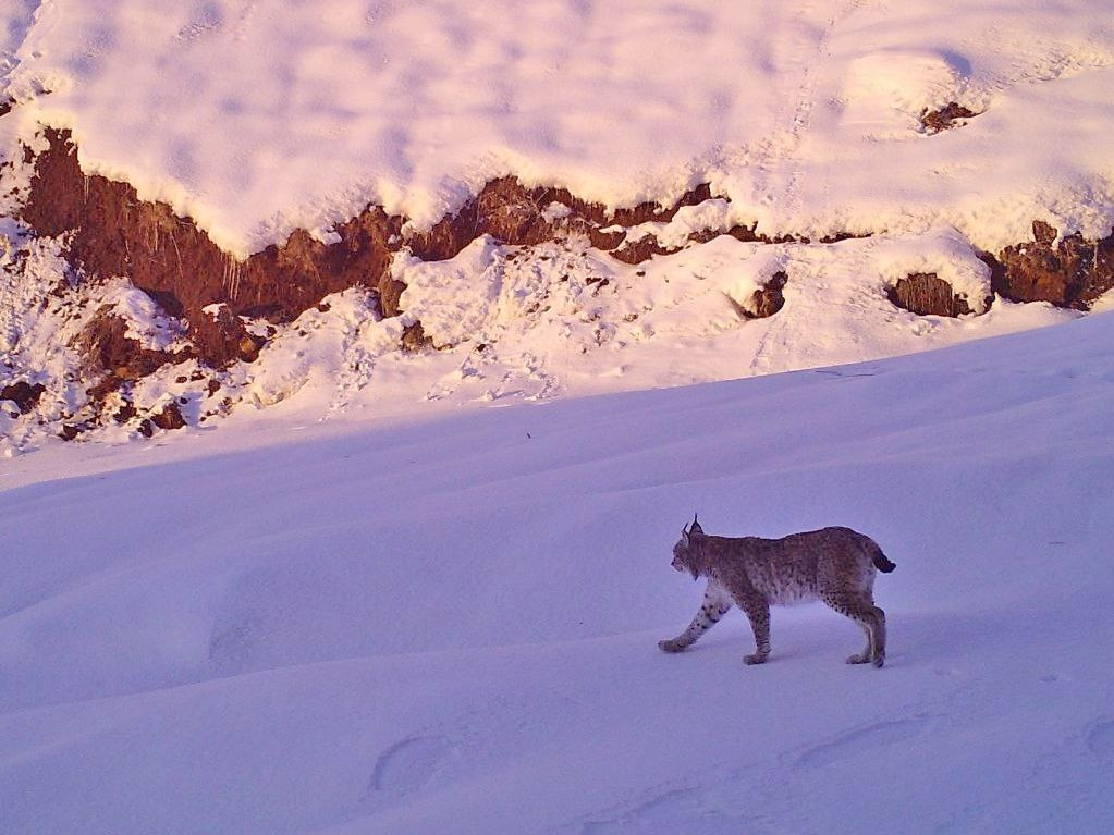 Wildlife captured by camera traps in eastern Turkey - Page 5