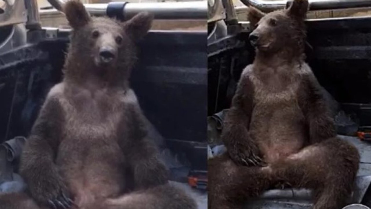 Turkish bear cub rescued after getting high on 'mad honey'