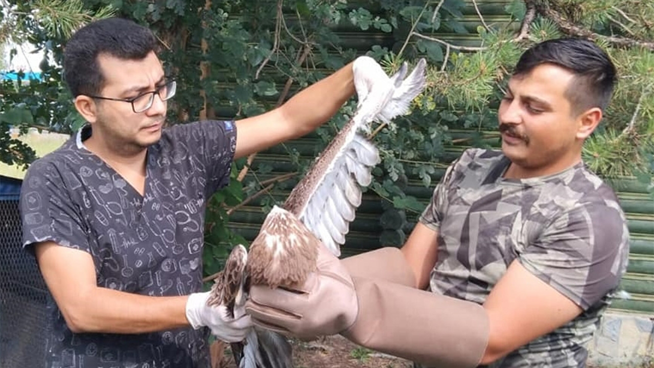 Turkish eagle rescued after trying to swallow whole snake