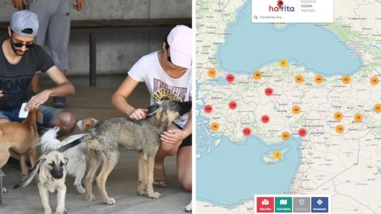Map showing location of strays blocked in face of public outcry