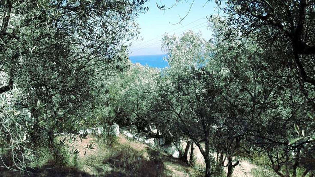Top Turkish court cancels regulation allowing mining on olive groves