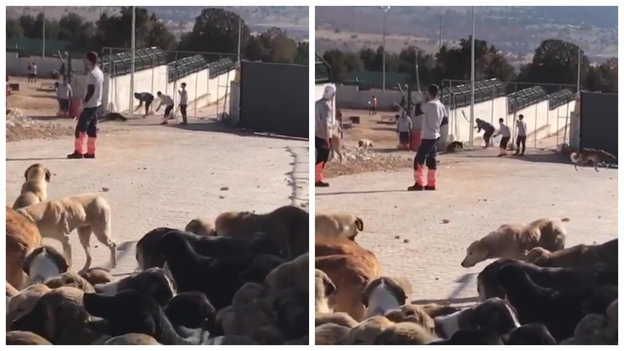 Shelter employee beating dog to death using shovel causes public outrage in Turkey