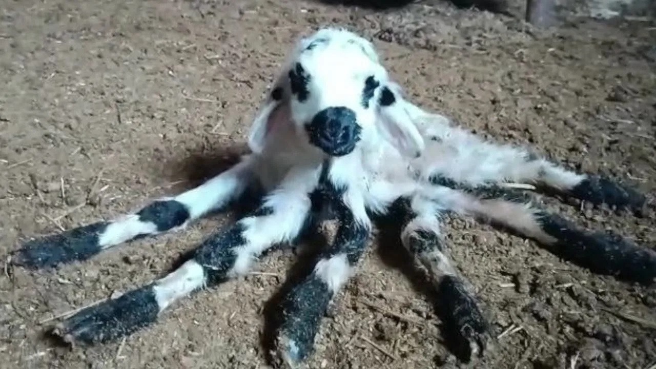 Six-legged lamb born in southeastern Turkey