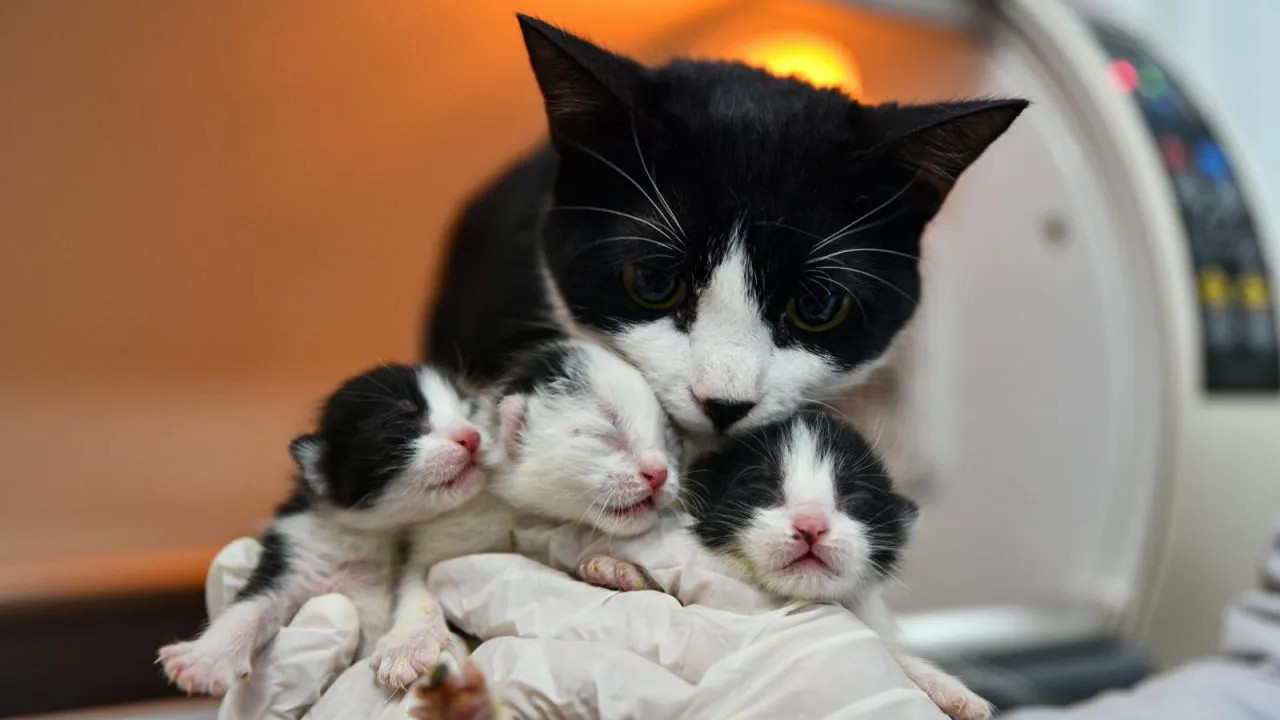 Cat rescued from quake gives birth via C-section
