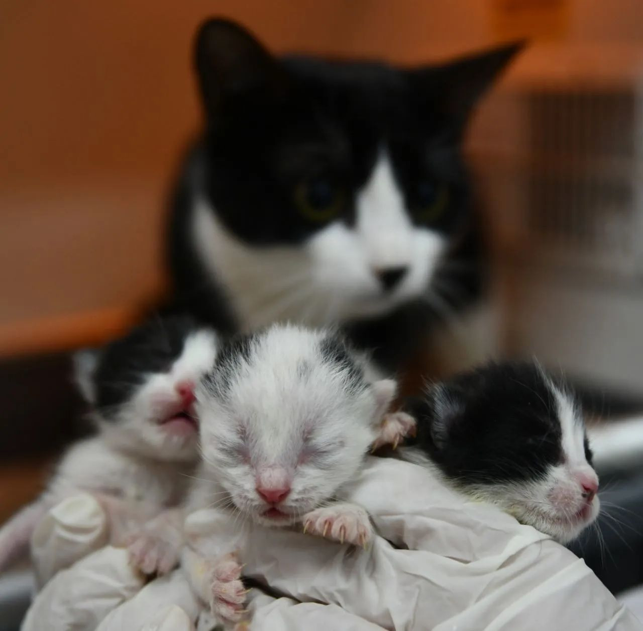 Cat rescued from quake gives birth via cesarean section - Page 2